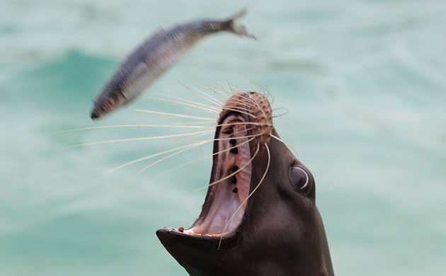 Gallery The week in wildlife: Sea lions at Wilhelma Zoo in Stuttgart