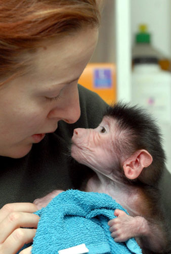 Gallery The week in wildlife: Muki, the one-month-old Hamadryas baboon sucks her thumb