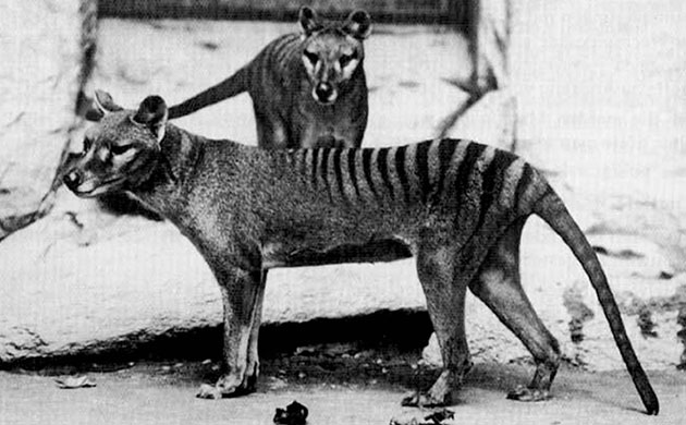 Gallery The week in wildlife: Thylacine extinction research