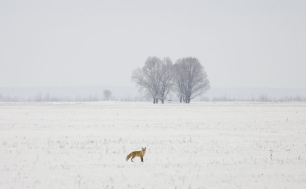 Gallery The week in wildlife: A fox in a field just outside the exclusion zone around the Chernobyl