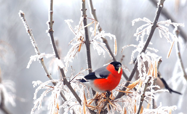 Gallery The week in wildlife: Cold weather in Sofia