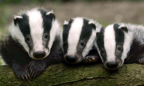 [http://static.guim.co.uk/sys-images/Guardian/Pix/pictures/2009/1/16/1232127505305/Badger-cubs-in-the-Westco-001.jpg]