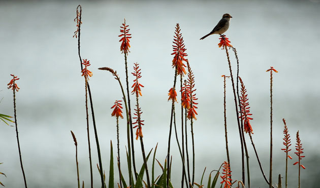 Gallery 24 hours in pictures: A bird rests on a plant in Abu Dhabi