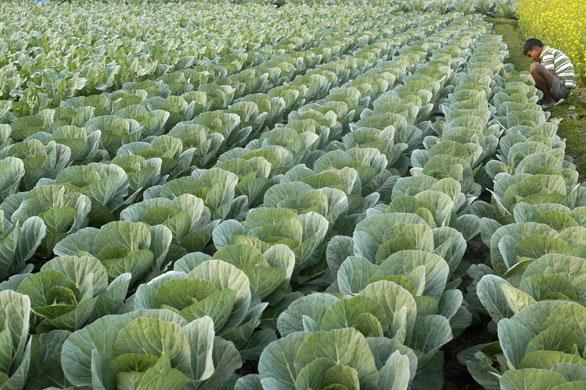 Gallery 24 hours in pictures:  cabbage field at Chandapur village