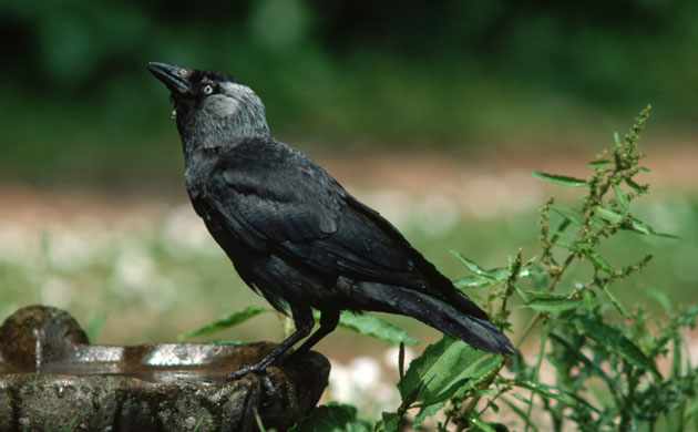 Gallery Big Garden Birdwatch: Jackdaw Perches on Bird-bath
