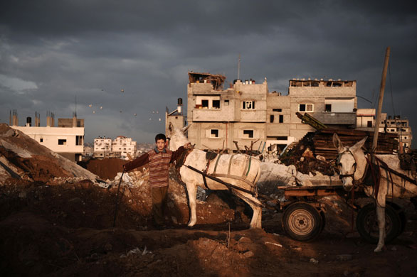 Gallery 20 January 2009: A child drives his donkeys on the rubble of houses in Ezbet Abdrabbo