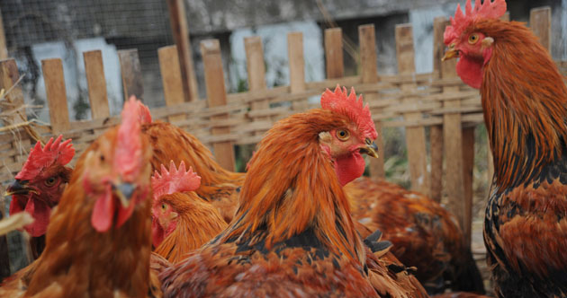 Gallery 20 January 2009: Chengdu, China: Cockerals on sale at a stall