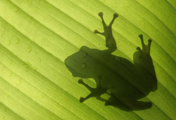 Gallery 21 January 2009: Kuala Lumpur, Malaysia: The shadow of a frog on a banana leaf