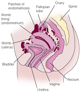 This is the area around your womb from the side.