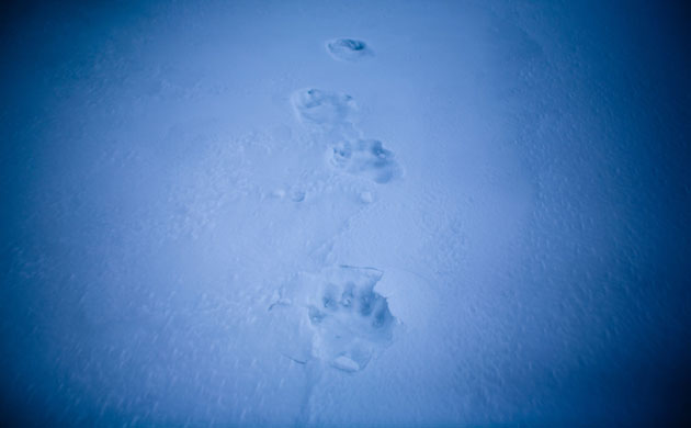 Gallery Catlin Arctic Survey: North pole expedition