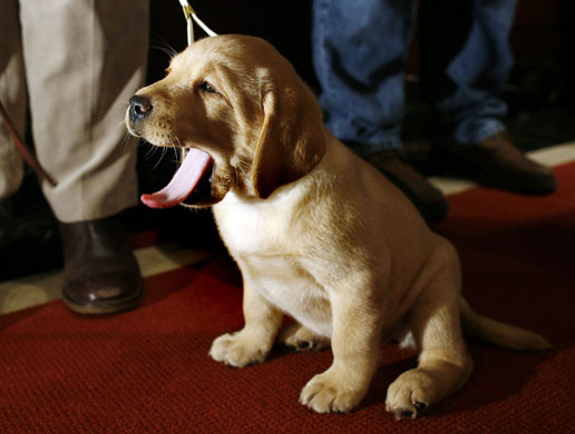Gallery 24 hours : Golden retriever puppy yawns 