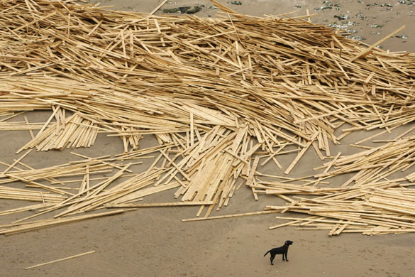 Gallery Timber galore: A dog stands near washed up timber on Ramsgate beach