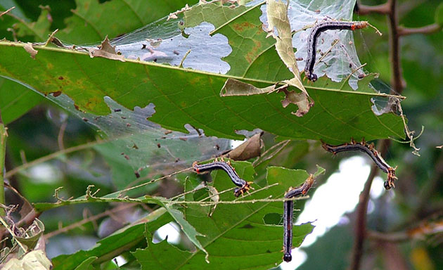 Gallery Week in wildlife: Liberia : A close up showing caterpillars in the leaves