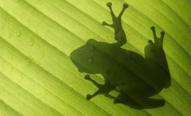 Gallery Week in wildlife: The shadow of a frog is seen on a banana leaf at a garden in Kuala Lumpur