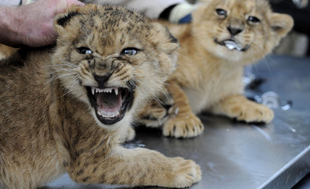 Gallery Week in wildlife: Two of nine baby lions born at the Serengeti wildlife park