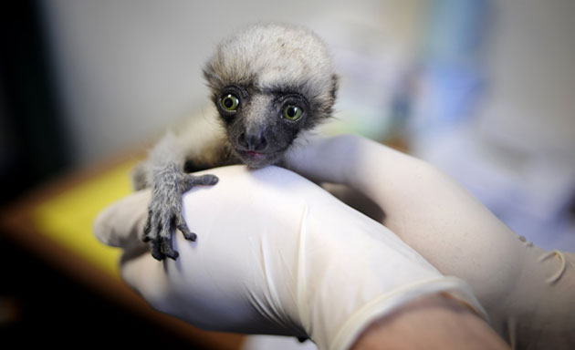 Gallery Week in wildlife: A newly born Madagascar lemur