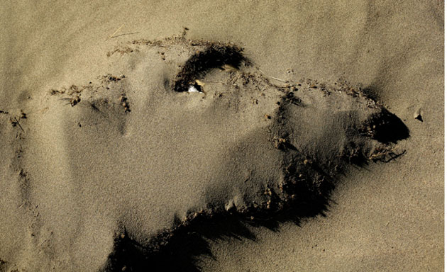 Gallery Week in wildlife: The outline of the head of dead cow is seen covered in sand 