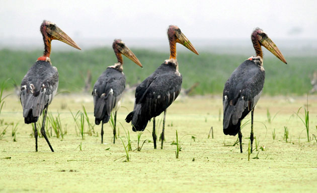 Gallery Week in wildlife: A group of Greater Adjutant Stork in Deepor Beel bird sanctuary