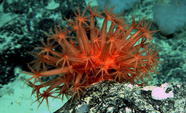 Gallery Week in wildlife: Images from a scientific voyage Into the Tasman Fracture