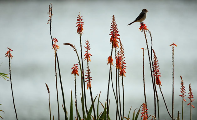 Gallery Week in wildlife: A bird rests on a plant