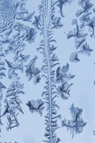 Gallery Week in wildlife: Frost is seen on a window 
