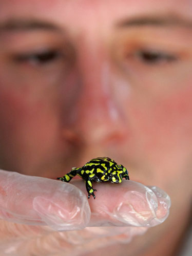 Gallery Week in wildlife: Keeper Stuart Kozlowski looks at a tiny southern corroboree frog