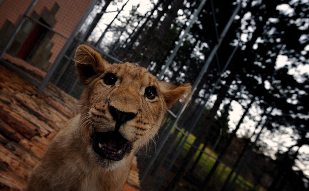 Gallery The week in wildlife: The week in wildlife : Nine-month-old lion Stella in Stara Zagora's  Zoo
