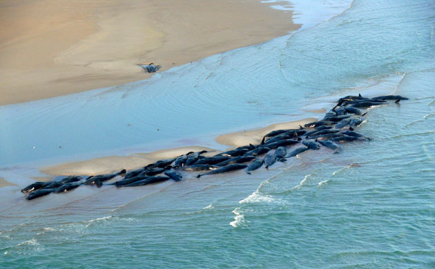 Gallery The week in wildlife: The week in wildlife: fifty whales beached offshore Perkings Island 