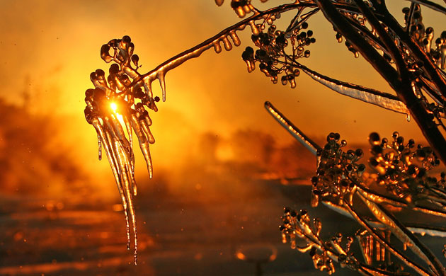 Gallery The week in wildlife: The week in wildlife : a warm glow shines onto ice covered branches