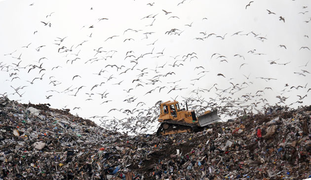 Gallery The week in wildlife: The week in wildlife: Birds look for food at the Seaton Meadows Landfill