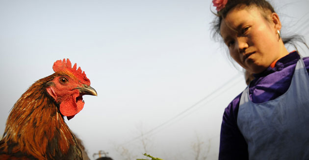 Gallery The week in wildlife: The week in wildlife: A woman looks at a chicken at an outdoor market