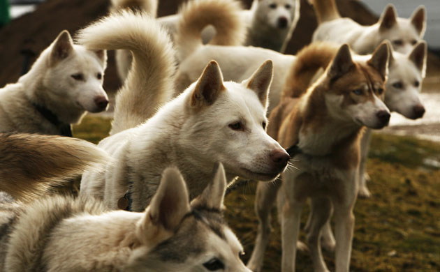 Gallery The week in wildlife: The week in wildlife : Siberian Huskies sit tethered 