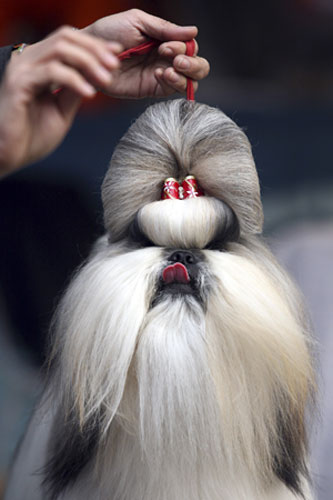 Gallery The week in wildlife: The week in wildlife A Shih Tzu takes part in a dog show