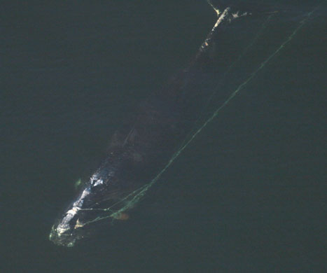 Gallery The week in wildlife: The week in wildlife : an endangered right whale tangled in fishing gear