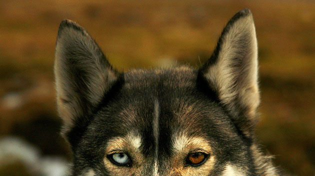 Gallery 23 January 2009: Loch Morlich, Scotland: A Siberian husky with different coloured eyes