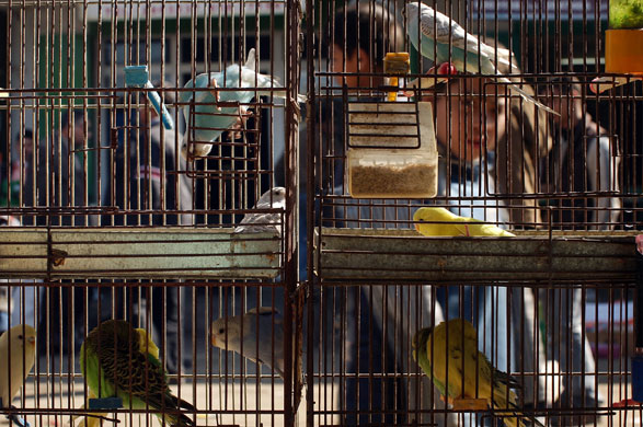 Gallery 23 January 2009: Gaza City, Gaza Strip: A boy looks at birds in a cage at a market