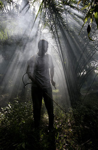 Gallery 23 January 2009: Kuala Lumpur, Malaysia: A worker at an oil palm plantation