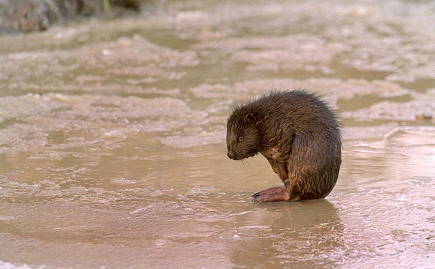 Gallery Reintroducing wildlife: Beavers Are Released Back Into The Wild