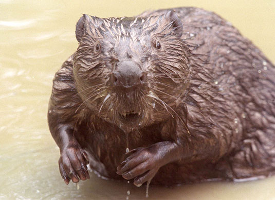 Gallery Reintroducing wildlife: BEAVERS ARE RELEASED BACK INTO THE WILD