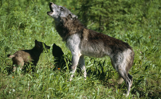 Gallery Reintroducing wildlife: Mother Grey Wolf Howling
