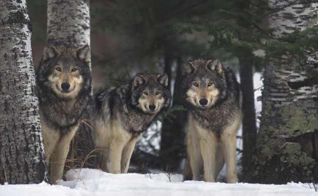 Gallery Reintroducing wildlife: Gray Wolves in Forest
