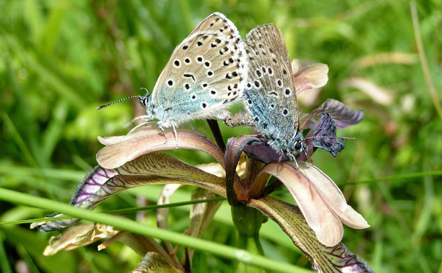 Gallery Reintroducing wildlife: A large blue butterfly which has grown in numbers 