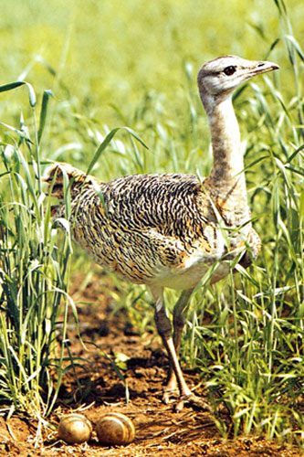 Gallery Reintroducing wildlife: A handout picture obtained 24 July 2007