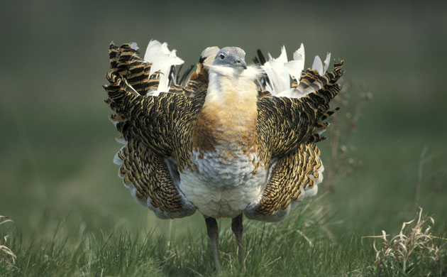 In pictures The species being reintroduced to the British