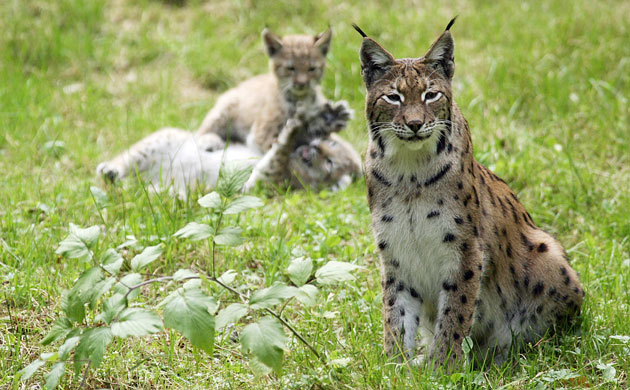 lynx pups