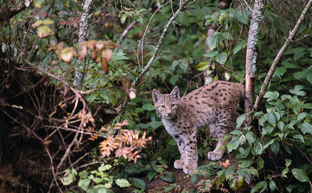 Gallery Reintroducing wildlife: Captive Lynx in Bavarian Forest National Park