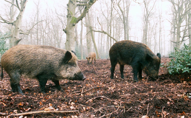 Gallery Reintroducing wildlife: Wild boar return to England