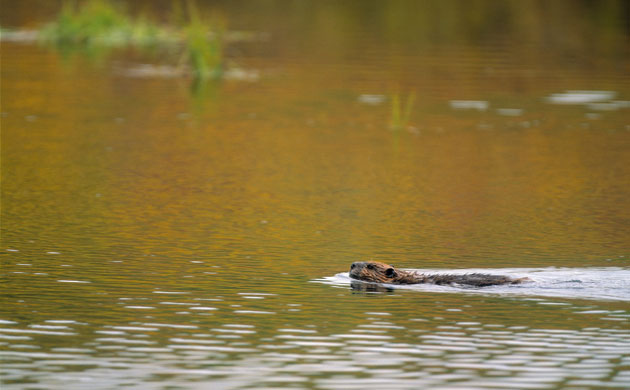 Gallery Reintroducing wildlife: Beavers Are Released Back Into The Wild