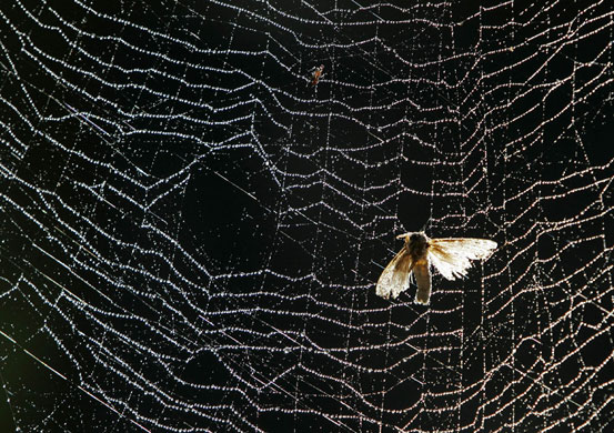 Gallery 24 hours in pictures: A dead moth is caught in a dew-covered spider web in Kuala Lumpur