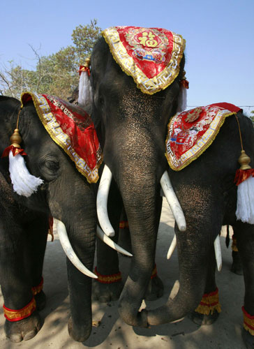Gallery World Chinese New Year: Elephants don Chinese New Year